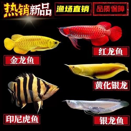 銀龍魚苗長什么樣子圖片視頻大全 銀龍魚苗長什么樣子圖片視頻大全 龍魚百科 第12張