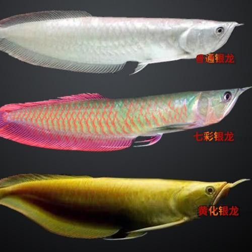 銀龍魚苗長什么樣子圖片視頻大全 銀龍魚苗長什么樣子圖片視頻大全 龍魚百科 第20張
