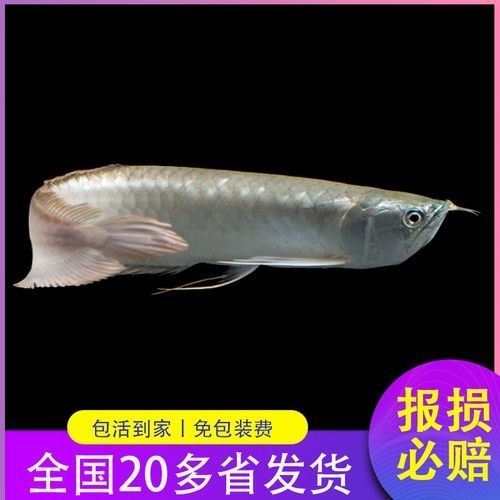 銀龍魚苗長什么樣子圖片視頻大全 銀龍魚苗長什么樣子圖片視頻大全 龍魚百科 第1張