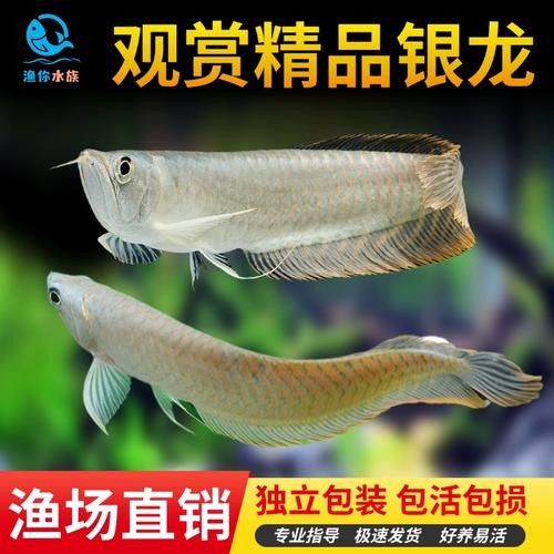 銀龍魚苗長什么樣子圖片視頻大全 銀龍魚苗長什么樣子圖片視頻大全 龍魚百科 第14張