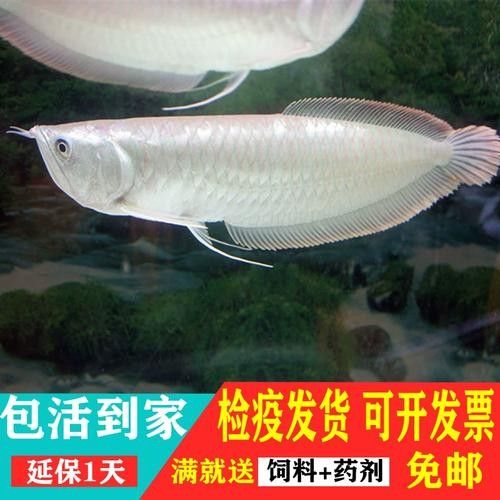 銀龍魚苗長什么樣子圖片視頻大全 銀龍魚苗長什么樣子圖片視頻大全 龍魚百科 第19張