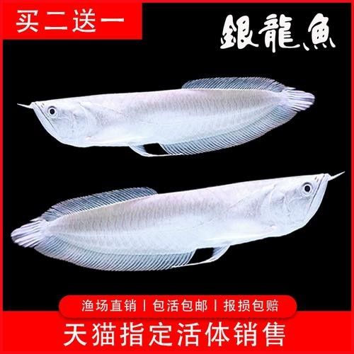 銀龍魚苗長什么樣子圖片視頻大全 銀龍魚苗長什么樣子圖片視頻大全 龍魚百科 第18張