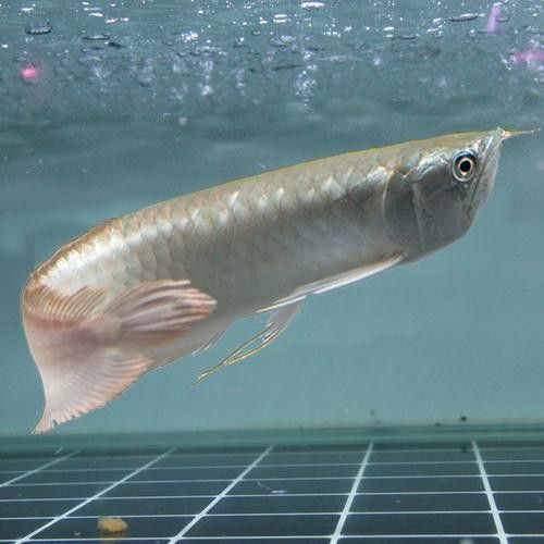 銀龍魚苗長什么樣子圖片視頻大全 銀龍魚苗長什么樣子圖片視頻大全 龍魚百科 第24張