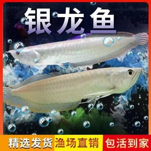 銀龍魚苗長什么樣子圖片視頻大全 銀龍魚苗長什么樣子圖片視頻大全 龍魚百科 第9張