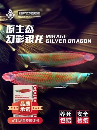 銀龍魚苗長什么樣子圖片視頻大全 銀龍魚苗長什么樣子圖片視頻大全 龍魚百科 第25張