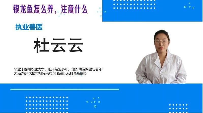 銀龍魚苗長什么樣子圖片視頻大全 銀龍魚苗長什么樣子圖片視頻大全 龍魚百科 第31張