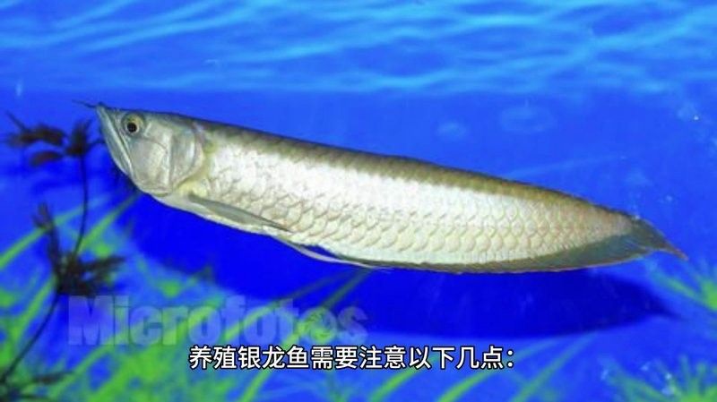 銀龍魚苗長什么樣子圖片視頻大全 銀龍魚苗長什么樣子圖片視頻大全 龍魚百科 第32張