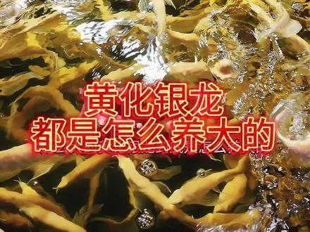 銀龍魚苗長什么樣子圖片視頻大全 銀龍魚苗長什么樣子圖片視頻大全 龍魚百科 第30張