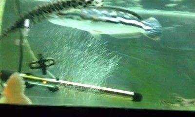 龍魚和鱷雀鱔混養：鱷雀鱔和鱷雀鱔和鱷雀鱔混養成功案例分析龍魚和鱷雀鱔