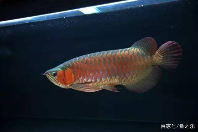 紅龍魚的種類有哪些名字呢（紅龍魚品種及其特點）