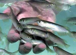 金龍魚的魚缸應該放什么魚清理魚缸（金龍魚日常飲食指南，） 金龍魚的魚缸應該放什么魚清理魚缸（金龍魚日常飲食指南，） 龍魚百科 第3張