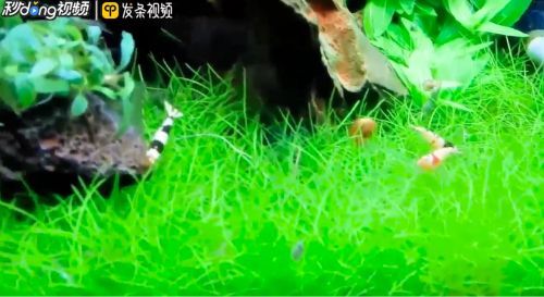 金龍魚的魚缸應該放什么魚清理魚缸（金龍魚日常飲食指南，） 金龍魚的魚缸應該放什么魚清理魚缸（金龍魚日常飲食指南，） 龍魚百科 第1張
