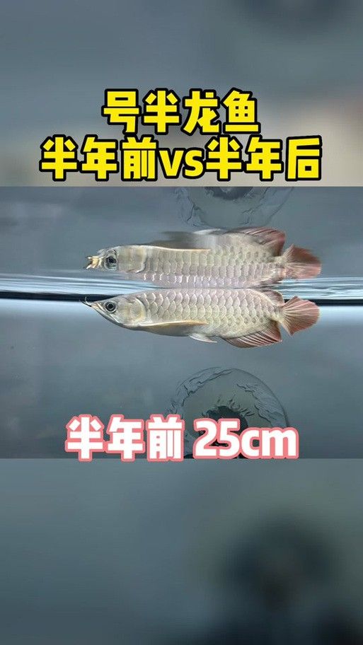 如何判斷號半龍魚的純度？