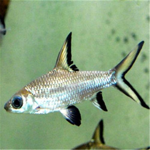 虎鯊能和龍魚混養(yǎng)嗎圖片