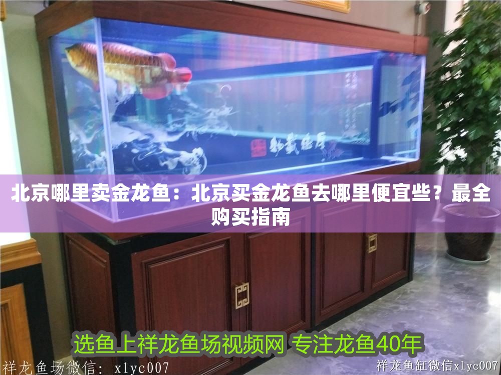 北京哪里賣金龍魚：北京買金龍魚去哪里便宜些？最全購買指南 北京哪里賣金龍魚：北京買金龍魚去哪里便宜些？最全購買指南 龍魚百科 第1張