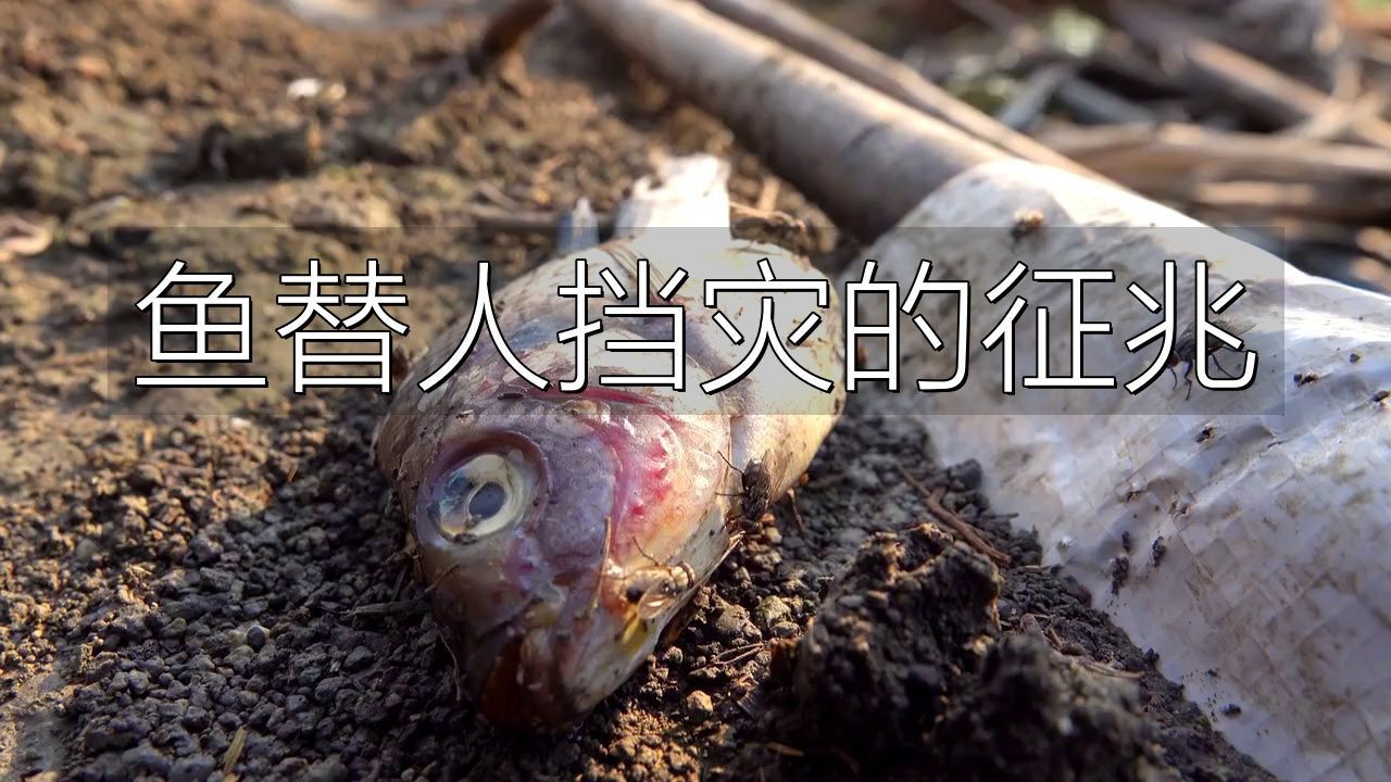 如何判斷魚是否替主人擋災？