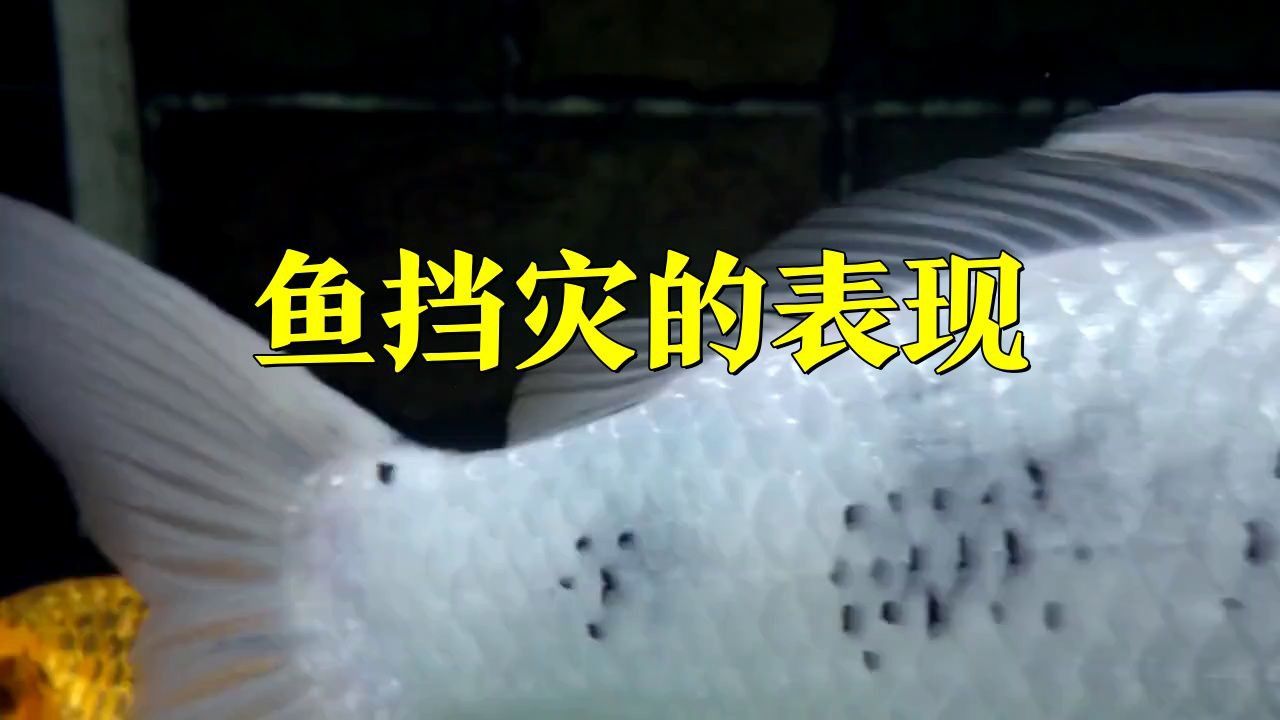 如何判斷魚是否替主人擋災？