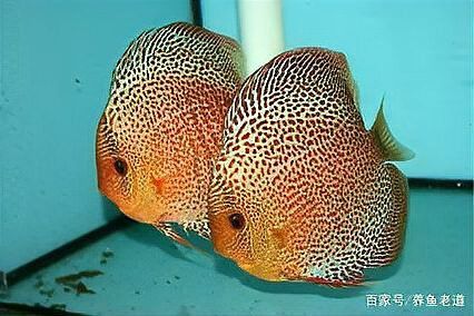 藍龍魚顏色變深