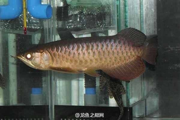 龍魚(yú)從小到大變化