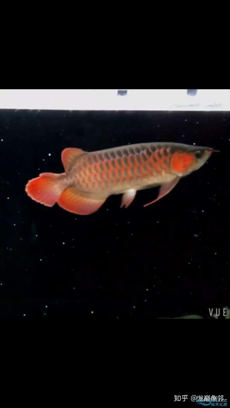龍魚(yú)從小到大變化