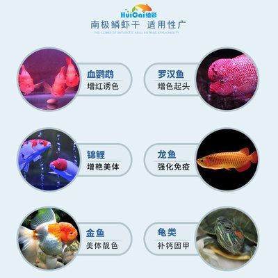 紅龍魚怎么增色好看：紅龍魚怎么增色好看關(guān)鍵在于血統(tǒng)純正的紅龍魚發(fā)色 紅龍魚怎么增色好看：紅龍魚怎么增色好看關(guān)鍵在于血統(tǒng)純正的紅龍魚發(fā)色 龍魚百科 第3張