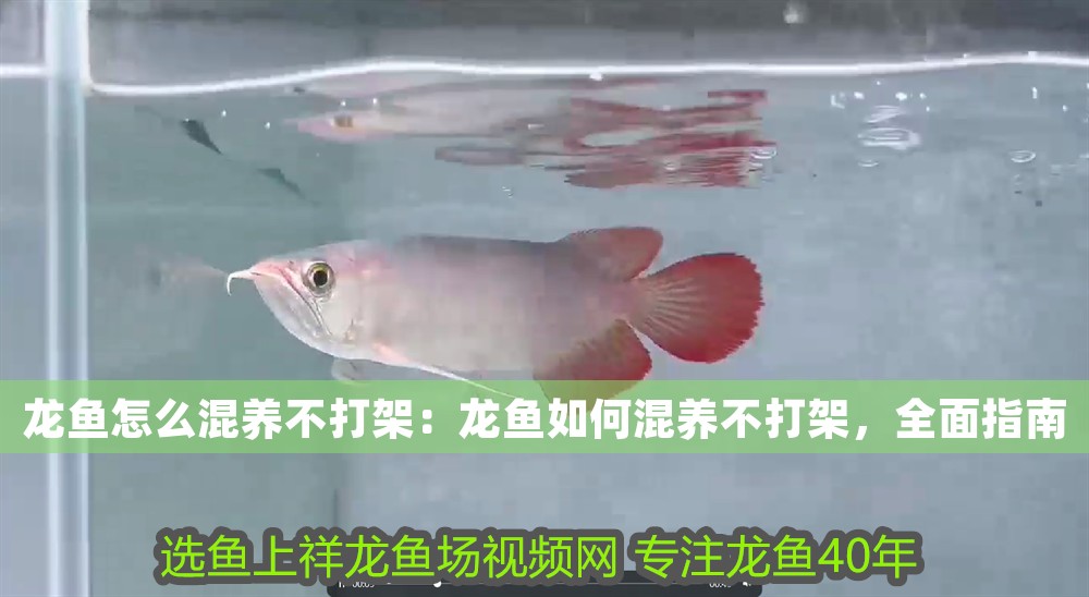 龍魚怎么混養不打架：龍魚如何混養不打架，全面指南
