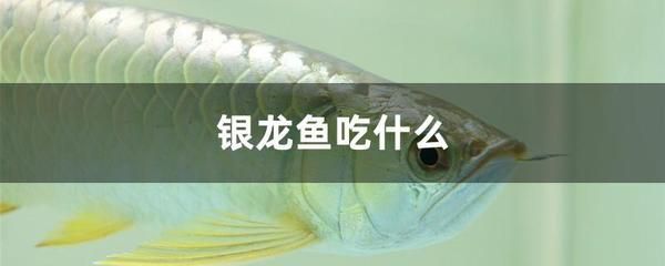 銀龍魚幼魚飼料選擇指南：銀龍魚幼魚飼料選擇指南銀龍魚幼魚飼料喂養(yǎng)技巧 銀龍魚幼魚飼料選擇指南：銀龍魚幼魚飼料選擇指南銀龍魚幼魚飼料喂養(yǎng)技巧 龍魚百科 第2張