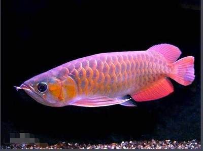 如何挑選“天然”的紅龍魚，看過才知道原來這么簡單啊！：三分鐘教會你怎樣挑選紅龍魚及分清血紅龍和辣椒紅龍魚