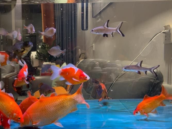 銀龍魚和虎鯊能混養嗎圖片欣賞