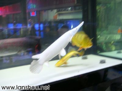 白化幽靈火箭和金龍魚混養(yǎng)：白化幽靈火箭和金龍魚可以混養(yǎng)嗎