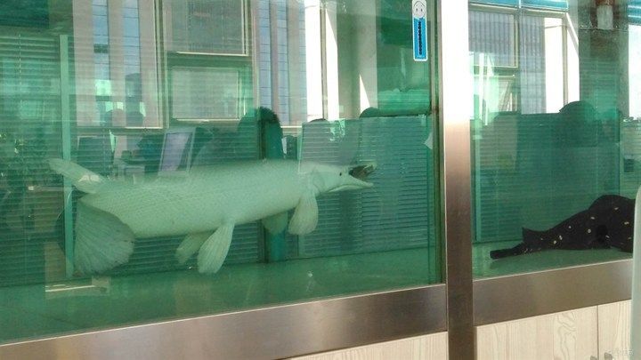 白化幽靈火箭和金龍魚混養(yǎng)：白化幽靈火箭和金龍魚可以混養(yǎng)嗎