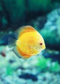 藍(lán)龍魚與黃龍魚繁殖出什么魚好養(yǎng)