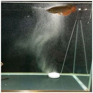 龍魚缸不打氧氣可以嗎：龍魚缸不打氧氣可以嗎？