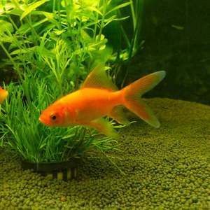 紅龍魚喂什么飼料好養活（紅龍魚的飼養方法）