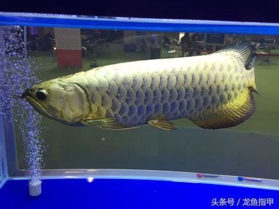 龍魚網(wǎng)上買還是實(shí)體店買：龍魚網(wǎng)購(gòu)注意事項(xiàng),龍魚運(yùn)輸風(fēng)險(xiǎn)及對(duì)策,如何辨別龍魚健康狀況
