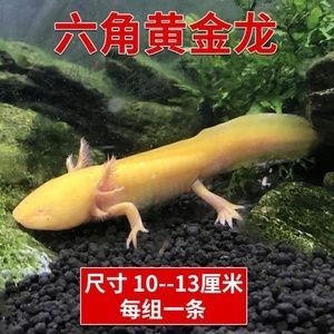 六角恐龍魚如何喂食飼料：六角恐龍魚喂食飼料的詳細指南