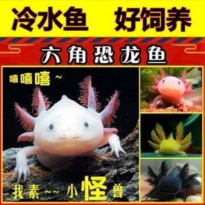 六角恐龍魚如何喂食飼料：六角恐龍魚喂食飼料的詳細指南