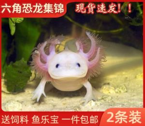六角恐龍魚如何喂食飼料：六角恐龍魚喂食飼料的詳細指南