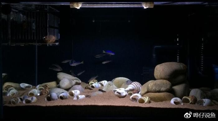 龍魚最小用多大的魚缸養(yǎng)：如果你想養(yǎng)一條龍魚，最低限度需要1.5米長(zhǎng)、60厘米寬的魚缸