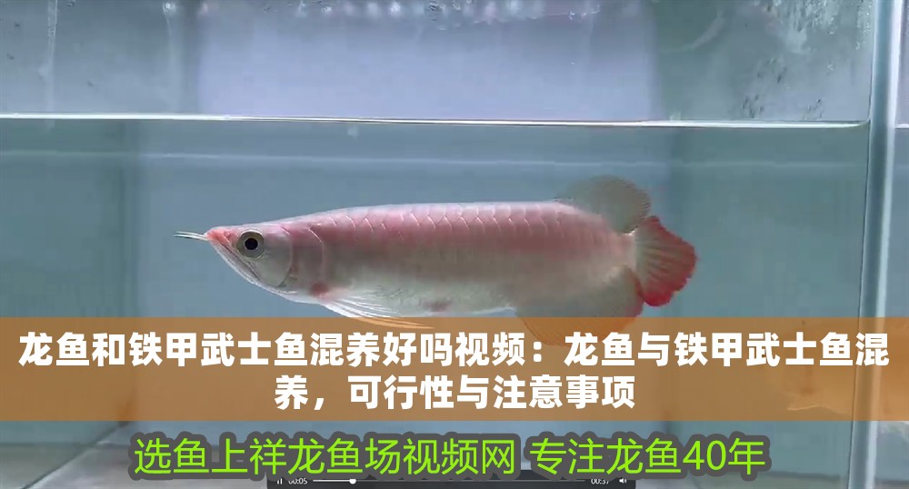 龍魚(yú)和鐵甲武士魚(yú)混養(yǎng)好嗎視頻：龍魚(yú)與鐵甲武士魚(yú)混養(yǎng)，可行性與注意事項(xiàng)