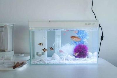 龍魚(yú)和鐵甲武士魚(yú)混養(yǎng)好嗎視頻：龍魚(yú)與鐵甲武士魚(yú)混養(yǎng)，可行性與注意事項(xiàng)
