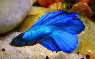 龍魚吃什么上色快又好看呢圖片：如何挑選優質小蝦喂龍魚，龍魚上色最佳光照條件，紅龍魚色彩管理技巧