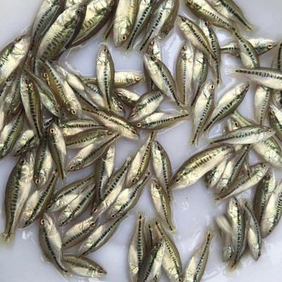 龍魚魚苗批發基地：龍魚魚苗批發基地怎么找