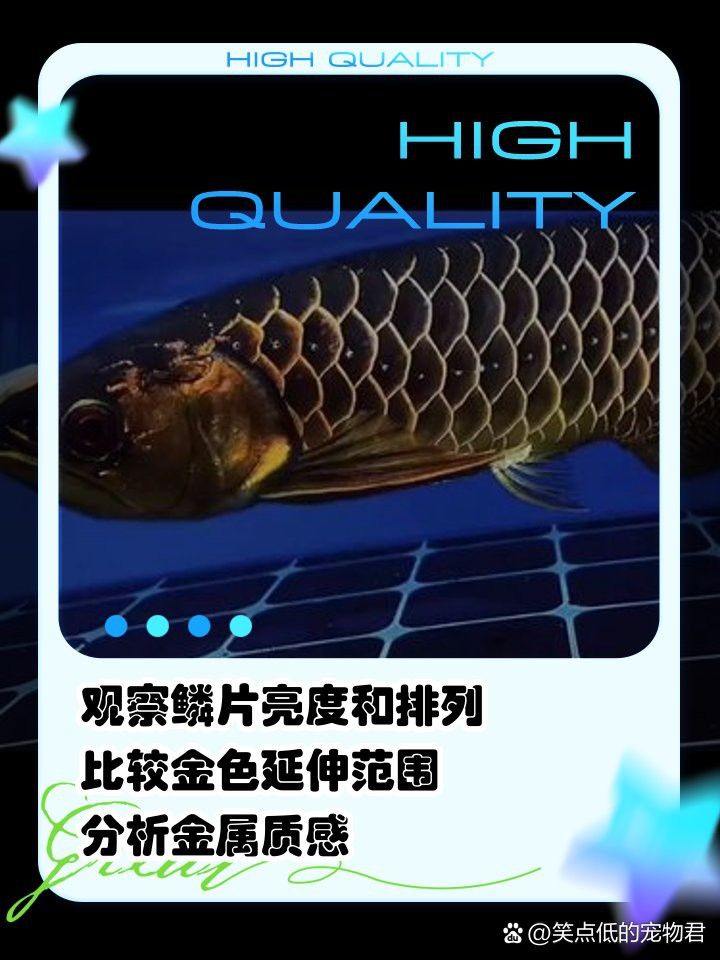 如何觀察鱗片亮區(qū)延伸范圍 如何觀察鱗片亮區(qū)延伸范圍 龍魚百科 第1張
