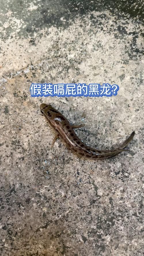 黑龍魚長什么樣圖片