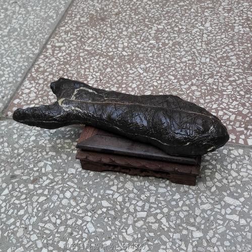 黑龍魚長什么樣圖片