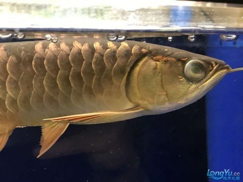 龍魚叫什么名字最好聽女生：女生龍魚名字推薦