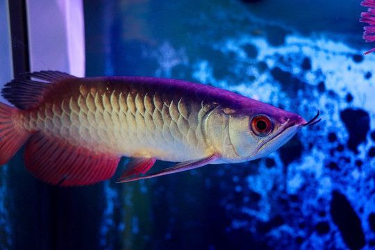 銀龍魚(yú)的外觀特點(diǎn)：銀龍魚(yú)是一種美麗且受歡迎的觀賞魚(yú)