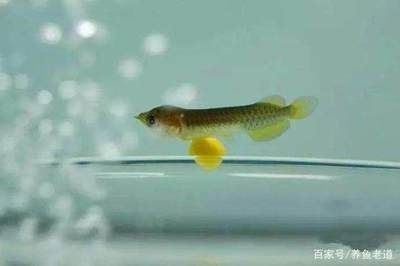 龍魚一般長多長厘米正常：龍魚一般長多長厘米？ 龍魚一般長多長厘米正常：龍魚一般長多長厘米？ 龍魚百科 第2張
