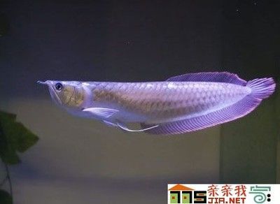 龍魚一般長多長厘米正常：龍魚一般長多長厘米？ 龍魚一般長多長厘米正常：龍魚一般長多長厘米？ 龍魚百科 第1張